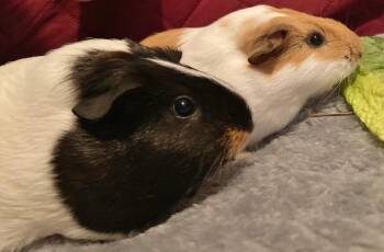 Rescue Guinea Pig Guinea Pigs for Adoption in Chertsey, Quebec - Danie Et Emma | PetCurious